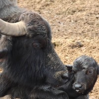 Paestum Virtual Tour: Secrets of Ancient Poseidonia - image 8