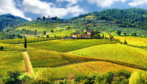 Chianti and San Gimignano: Exclusive Wine and Art Tour - image 3