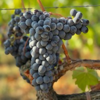 Bolgheri and The Super Tuscans Private Wine Tour - image 5