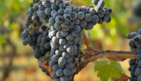 Chianti and San Gimignano: Exclusive Wine and Art Tour - image 2