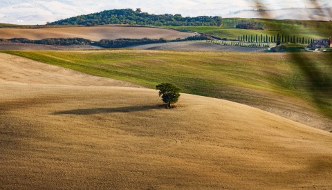 Bolgheri and The Super Tuscans Private Wine Tour - image 3
