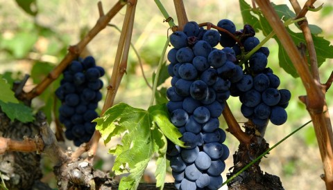 Bolgheri and The Super Tuscans Private Wine Tour - image 2