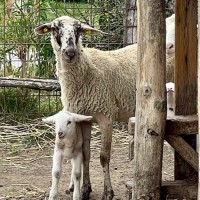 Pienza & Montepulciano Tour with Wine Tasting and Farm Lunch - image 11